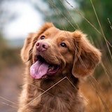Dog smiling at a distance.