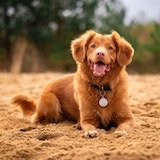 Dog resting on the fields.