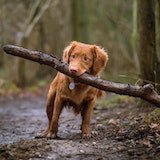 Dog holding a stick